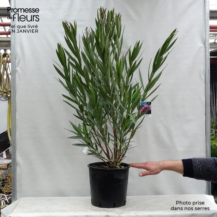 Exemplar von Nerium oleander - Oleander Topf mit 6L/7L wie im Winter geliefert