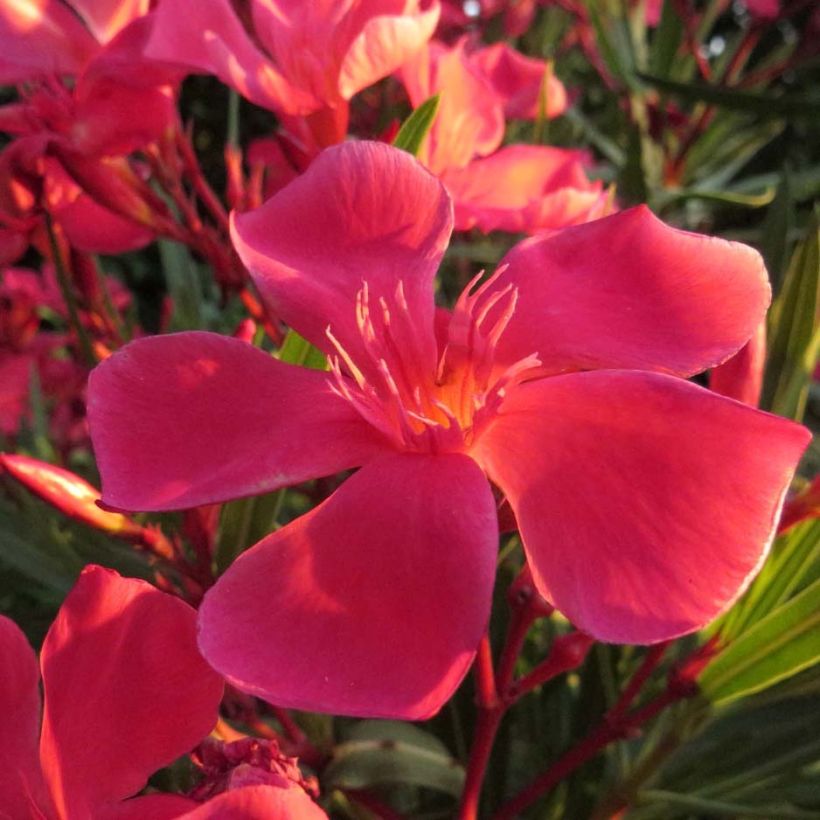 Oleander Papa Gambetta - Nerium (Flowering)