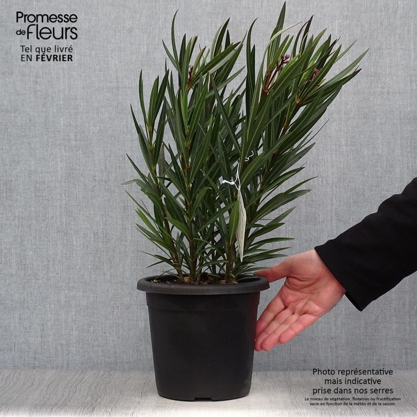 Exemplar von Oleander Papa Gambetta - Nerium Topf mit 2L/3L wie im Winter geliefert