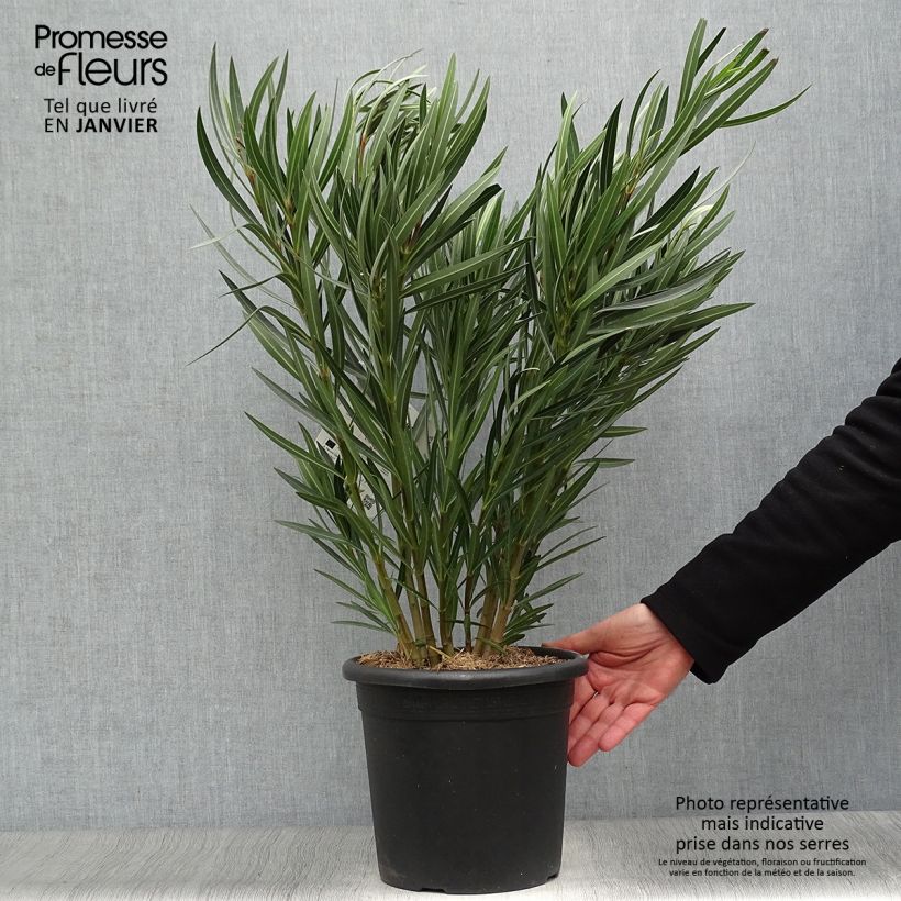 Exemplar von Oleander Papa Gambetta - Nerium Topf mit 7,5L/10L wie im Winter geliefert