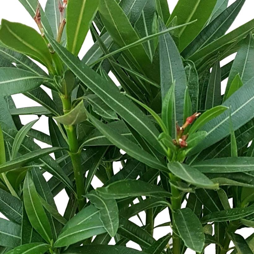 Oleander Roseum Plenum - Nerium (Foliage)