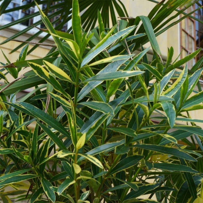 Oleander Variegata - Nerium (Foliage)