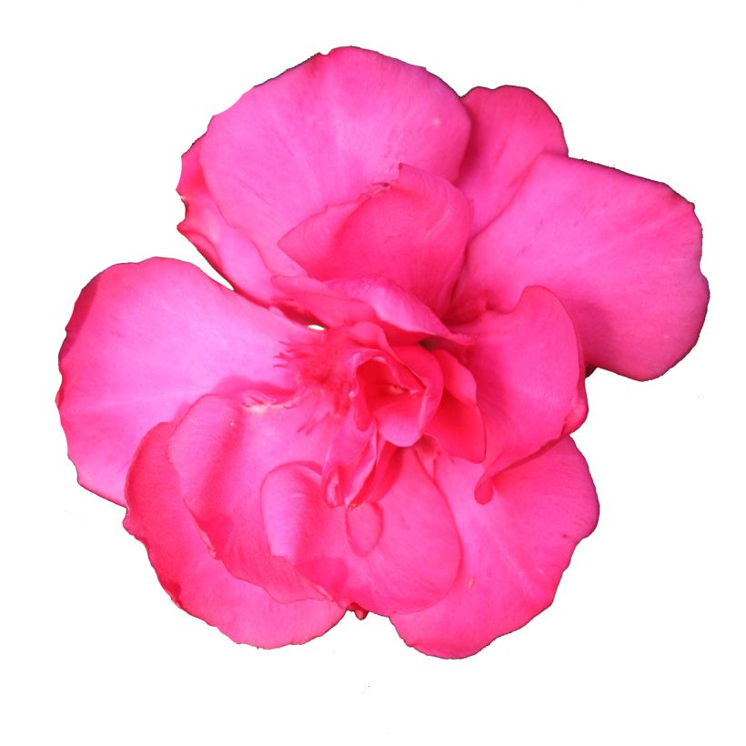 Oleander Variegata - Nerium (Flowering)