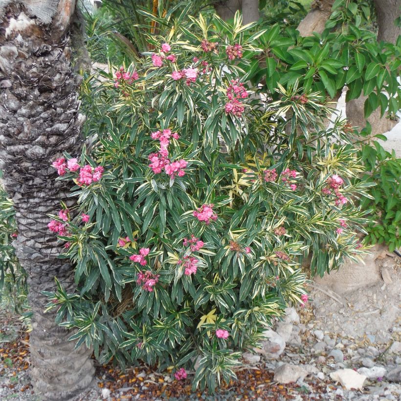 Oleander Variegata - Nerium (Plant habit)