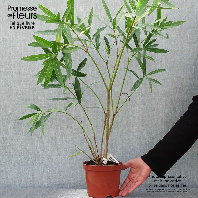 Example of Oleander Roseum Plenum - Nerium Topf mit 2L/3L as you get in automne