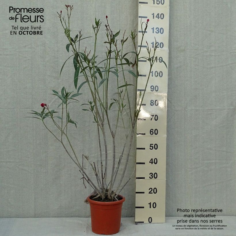 Example of Oleander Roseum Plenum - Nerium Topf mit 7,5L/10L as you get in automne