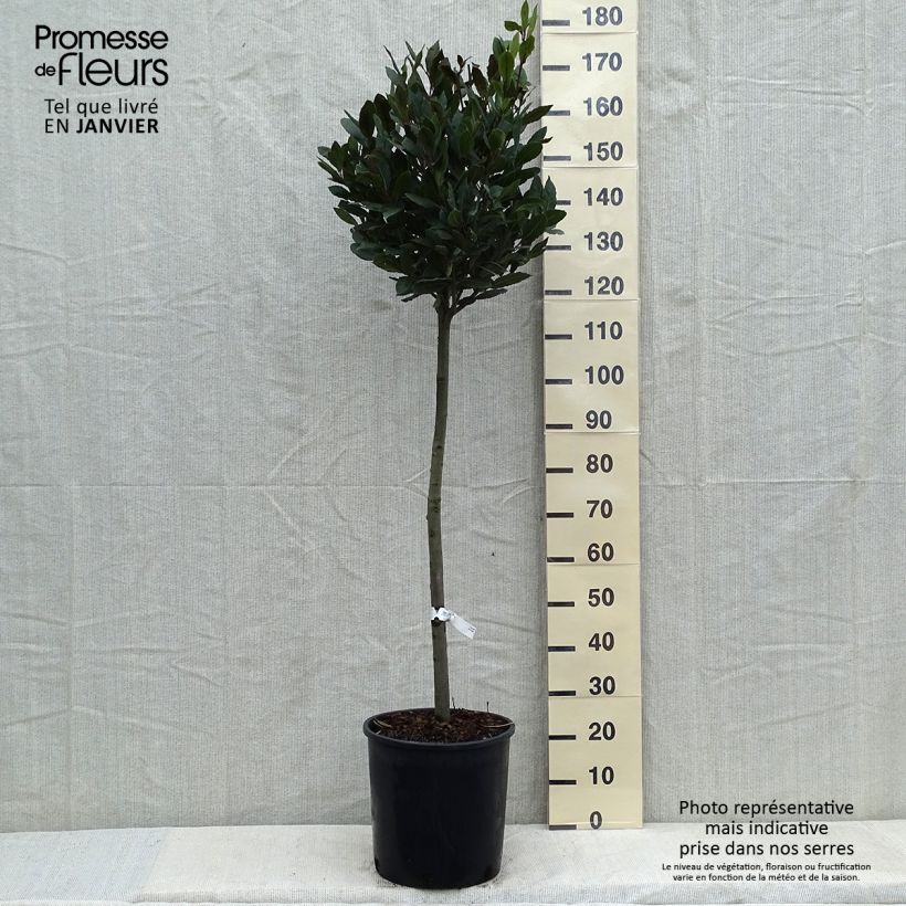 Exemplar von Echter Lorbeer - Laurus nobilis Topf mit 12L/15L wie im Winter geliefert