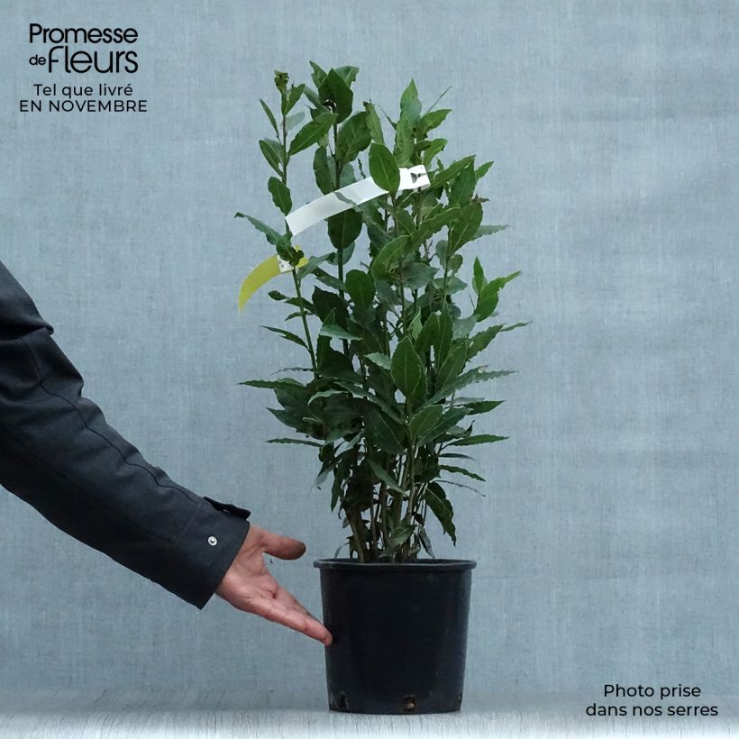 Example of Echter Lorbeer - Laurus nobilis Topf mit 2L/3L as you get in automne