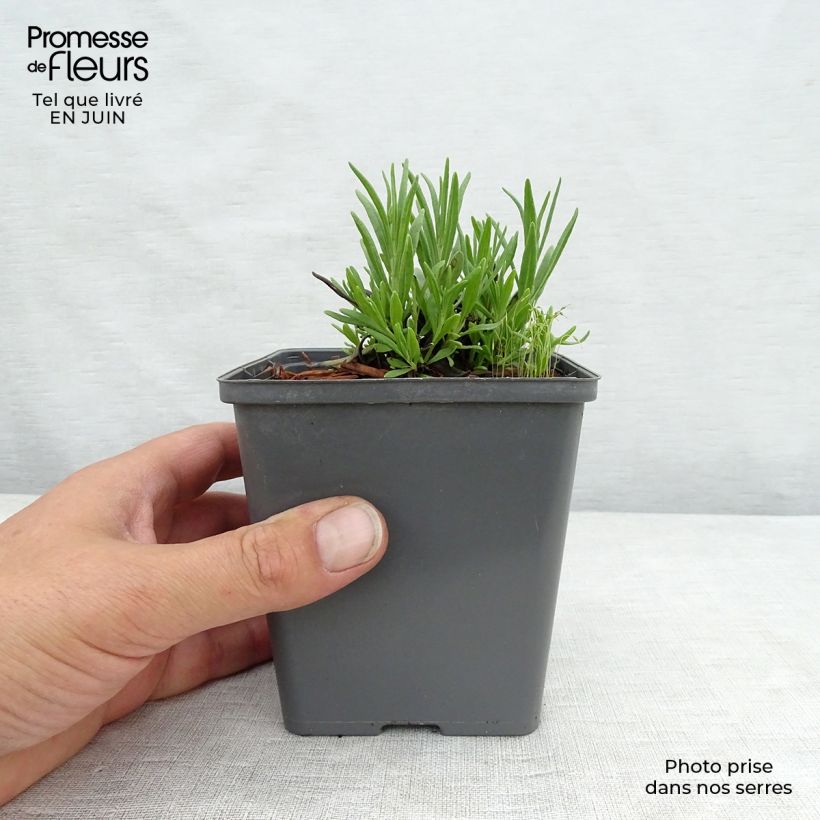 Example of Lavandula angustifolia Arctic Snow - Echter Lavendel Kleine Töpfe von 8/9 cm as you get in ete