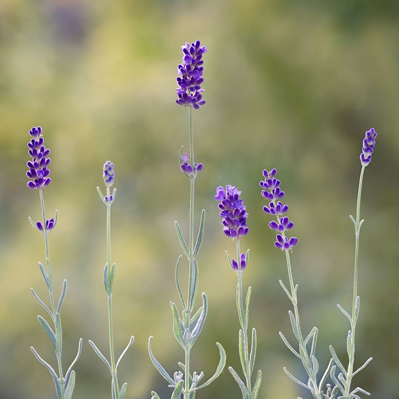 Lavandula angustifolia Hidcote (Samen) - Echter Lavendel (Flowering)