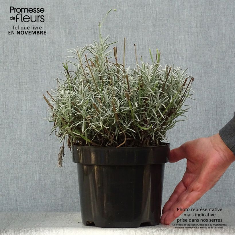Example of Lavandula intermedia Phenomenal 'Niko - Provence-Lavendel Topf mit 2L/3L as you get in automne
