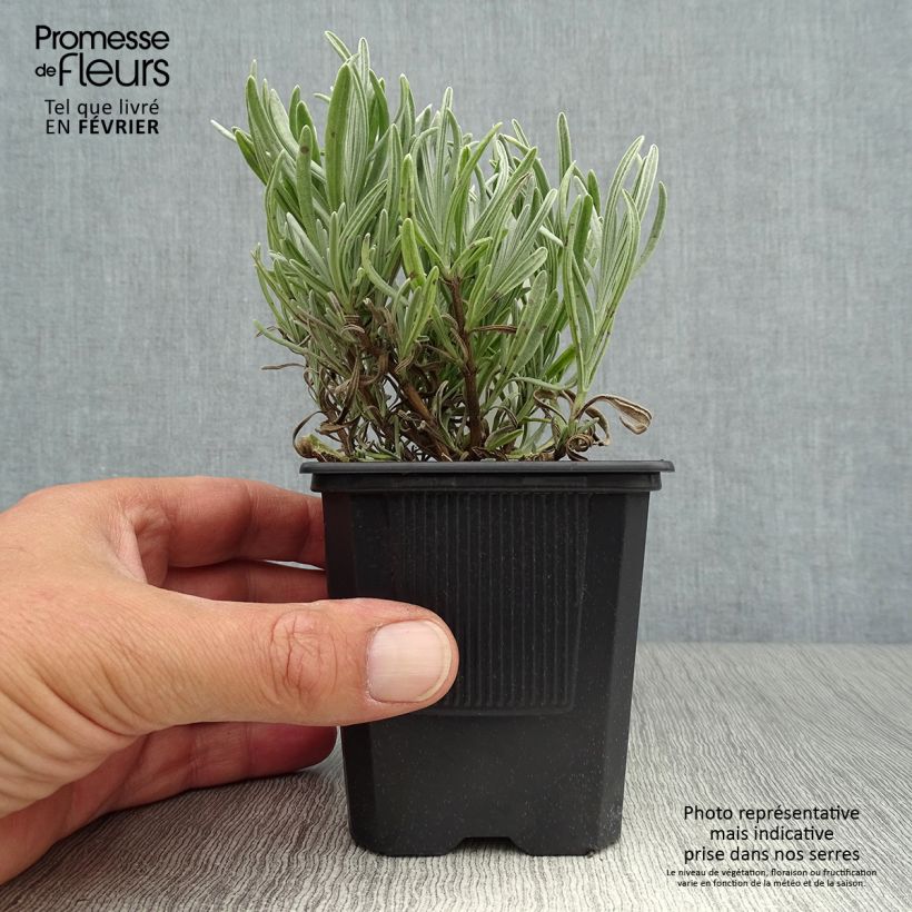 Example of Lavandula intermedia Platinum Blonde - Provence-Lavendel Kleine Töpfe von 8/9 cm as you get in automne