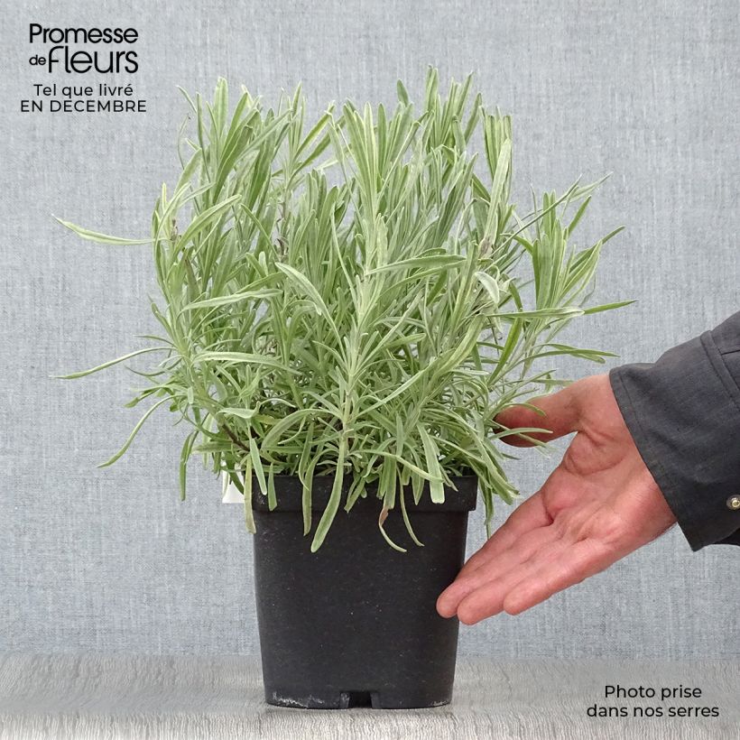 Exemplar von Lavandula intermedia Platinum Blonde - Provence-Lavendel Topf mit 1,5L/2L wie im Winter geliefert