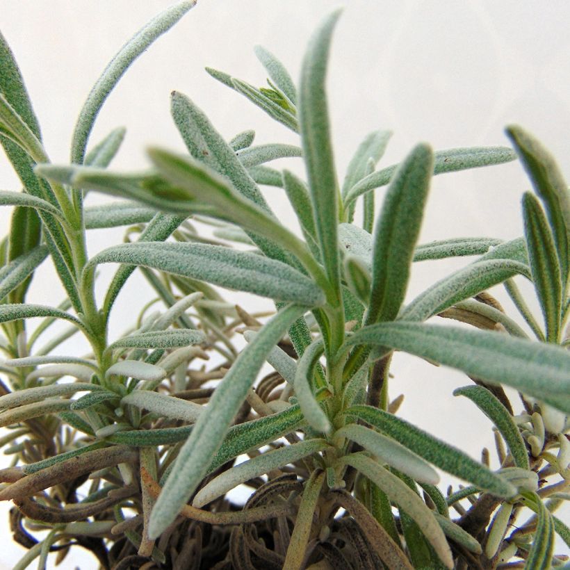 Lavandula Richard Gray - Lavendel (Foliage)