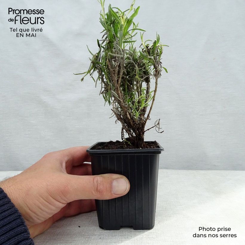 Exemplar von Echter Lavendel - Lavandula officinalis Kleine Töpfe von 7/8 cm wie im Frühjahr geliefert