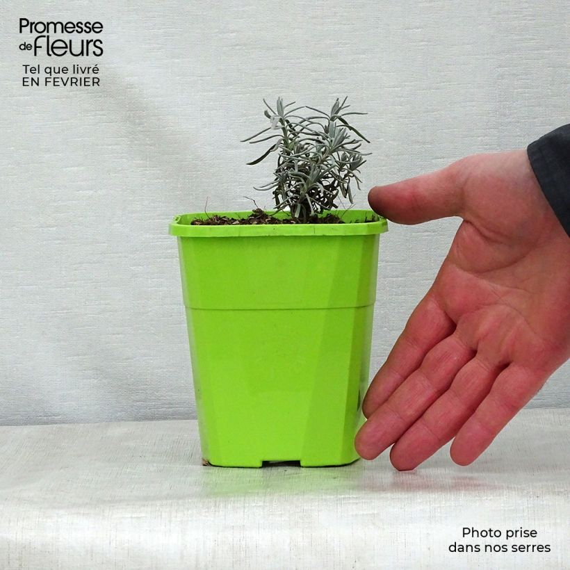 Exemplar von Lavandula angustifolia Bleu de Gien - Echter Lavendel Topf mit 1L/1,5L wie im Winter geliefert