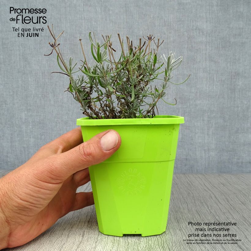Example of Lavandula angustifolia Bleu de Gien - Echter Lavendel Topf mit 1L/1,5L as you get in ete