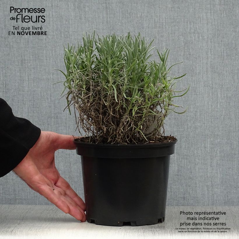 Example of Lavandula angustifolia Munstead - Echter Lavendel Topf mit 2L/3L as you get in automne