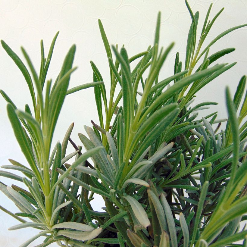 Lavandula angustifolia Silbermöwe - Echter Lavendel (Foliage)