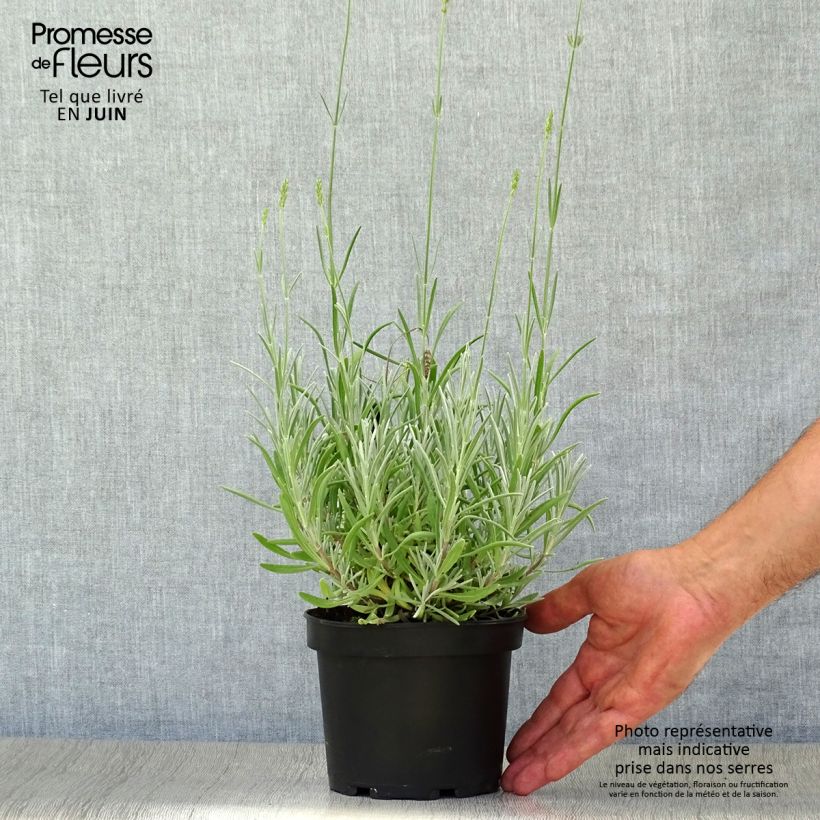 Example of Breitblättriger Lavendel - Lavandula latifolia Topf mit 1,5L/2L as you get in ete