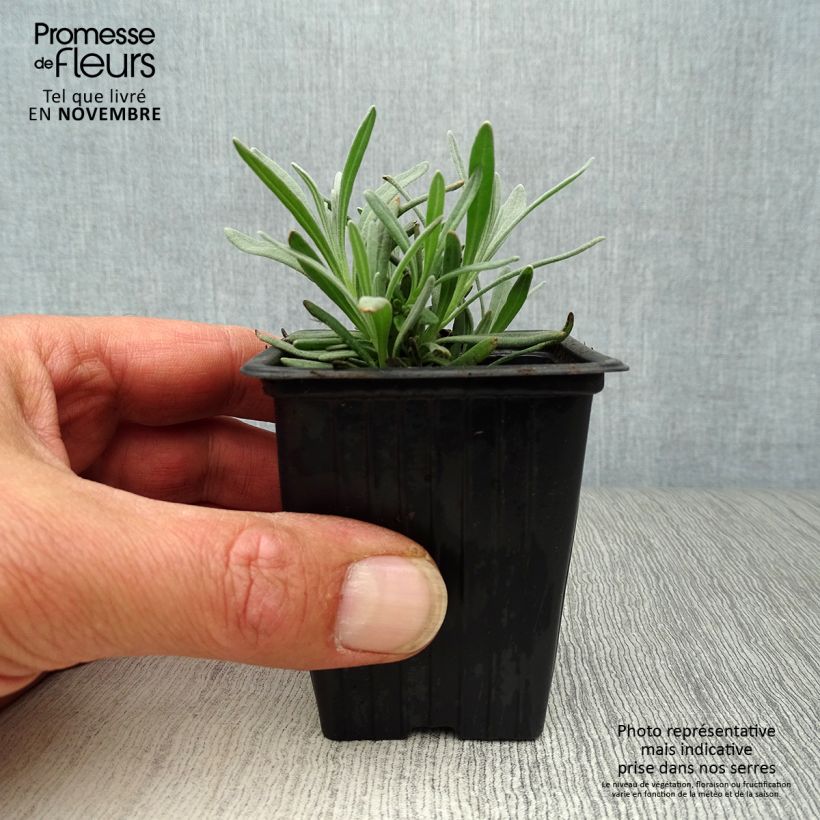 Example of Lavandula intermedia Grosso - Provence-Lavendel Kleine Töpfe von 7/8 cm as you get in automne