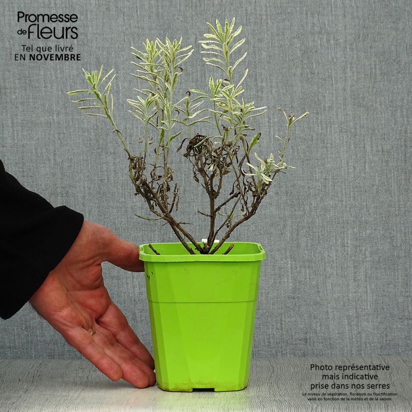 Example of Lavandula Meerlo - Lavendel Topf mit 1,5L/2L as you get in automne
