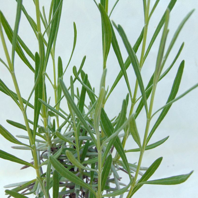 Lavandula intermedia Grosso - Provence-Lavendel (Foliage)