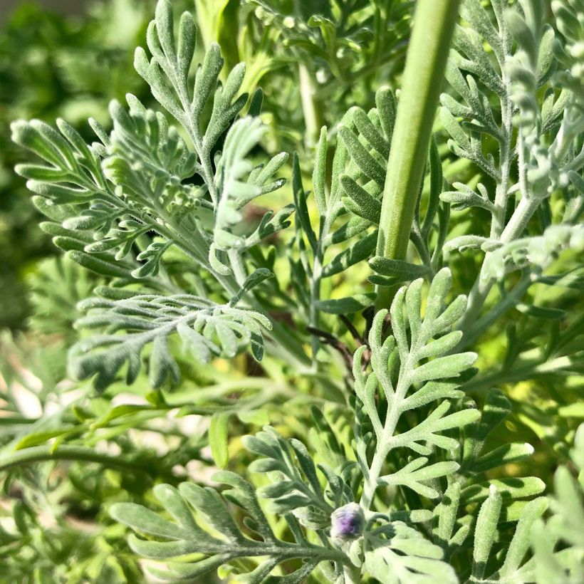 Lavandula pinnata var. pinnata - Kanarischer Lavendel (Foliage)