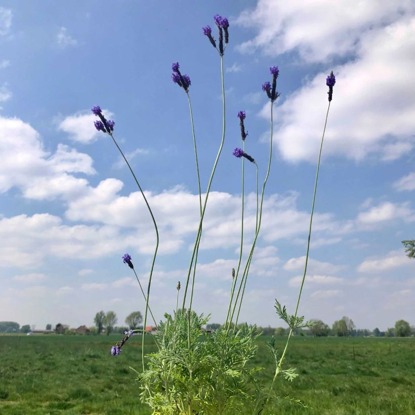 Lavandula pinnata var. pinnata - Kanarischer Lavendel (Plant habit)