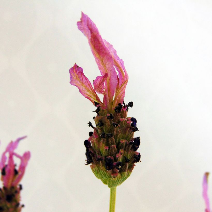 Lavandula stoechas - Schopf-Lavendel (Flowering)