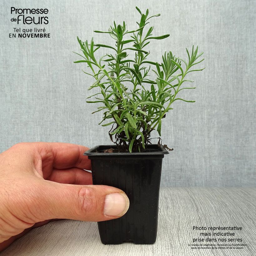 Example of Lavandula stoechas - Schopf-Lavendel Kleine Töpfe von 7/8 cm as you get in automne