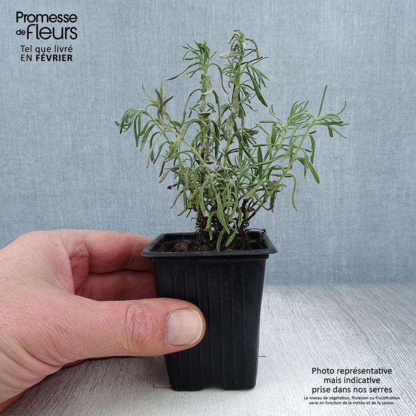 Exemplar von Lavandula stoechas - Schopf-Lavendel Kleine Töpfe von 7/8 cm wie im Winter geliefert
