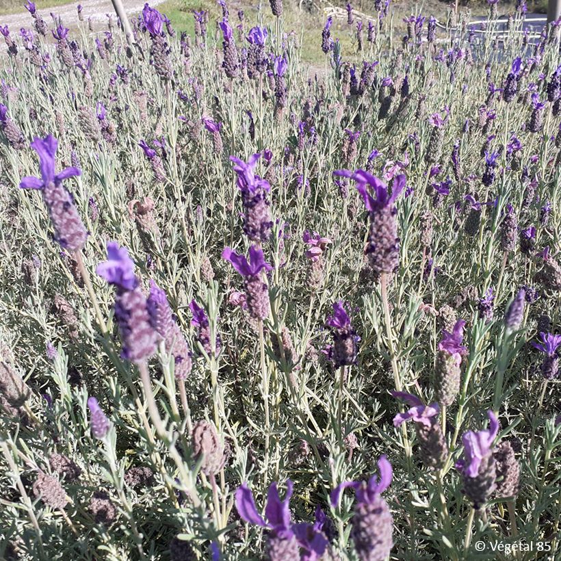  Lavandula stoechas Madrid Purple - Schopf-Lavendel (Plant habit)