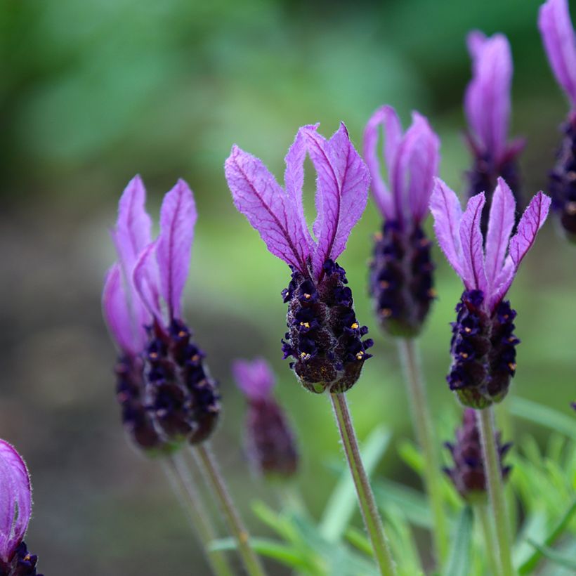  Lavandula stoechas Madrid Purple - Schopf-Lavendel (Flowering)