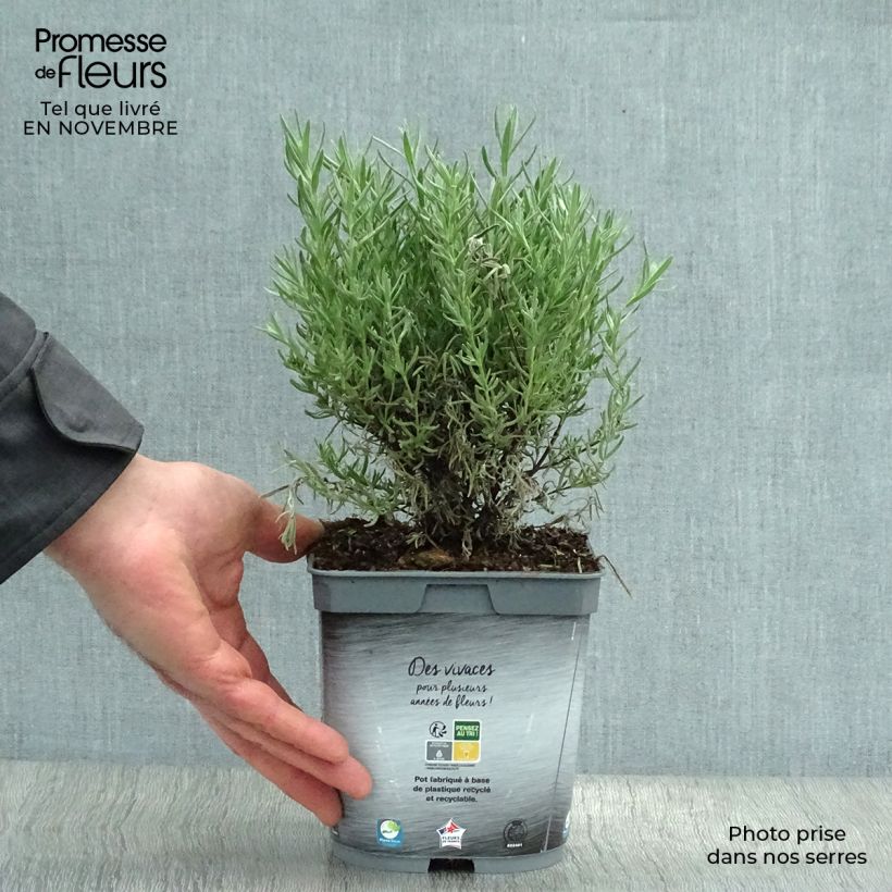 Example of Lavandula stoechas The Princess - Schopf-Lavendel Topf mit 2L/3L as you get in automne