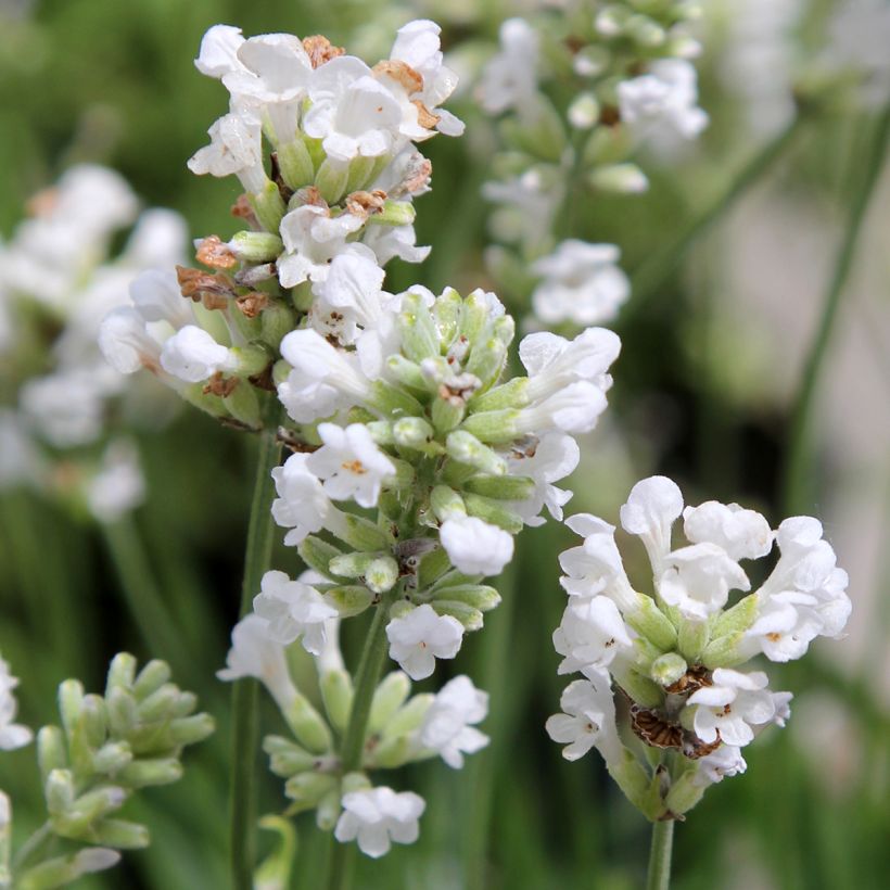 Lavandula angustifolia Alba - Echter Lavendel (Flowering)