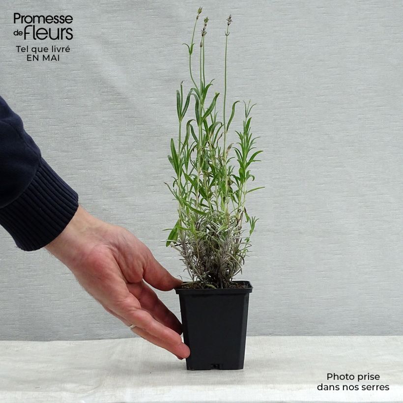 Exemplar von Lavandula angustifolia Dwarf Blue - Echter Lavendel Kleine Töpfe von 8/9 cm wie im Frühjahr geliefert