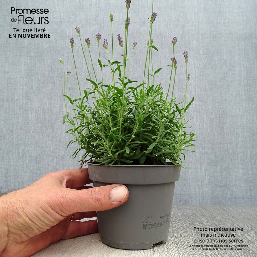 Example of Lavandula angustifolia Hidcote - Echter Lavendel Topf 12 cm / 13 cm as you get in automne