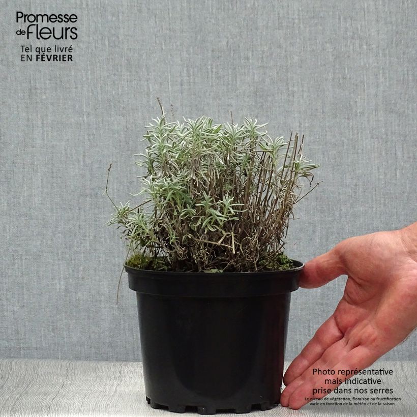 Example of Lavandula angustifolia Hidcote - Echter Lavendel Topf mit 1,5L/2L as you get in automne
