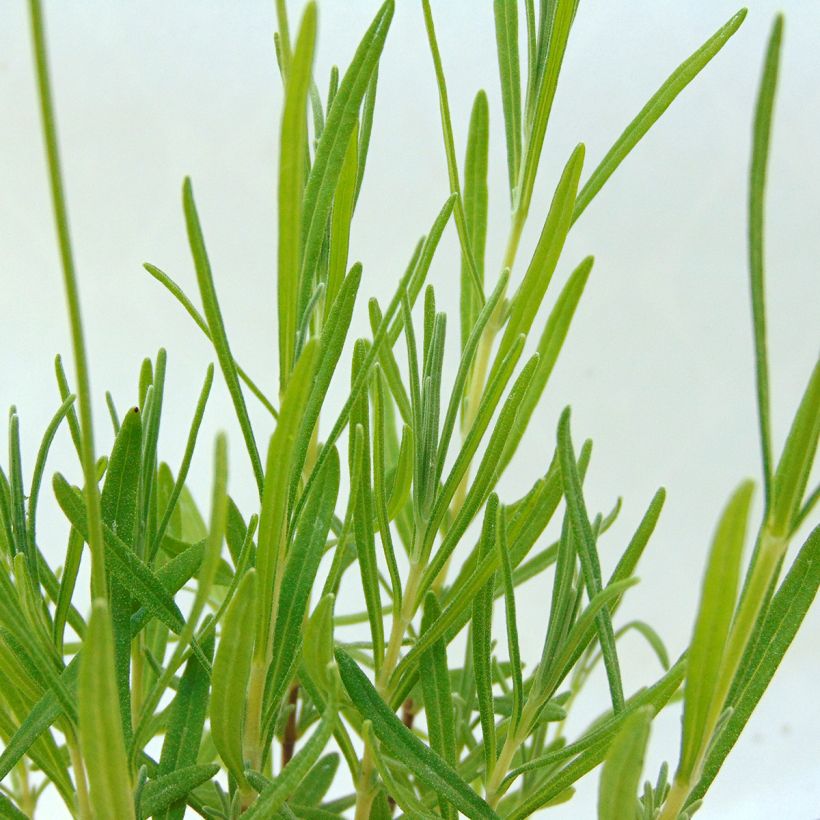 Lavandula angustifolia Rosea - Echter Lavendel (Foliage)