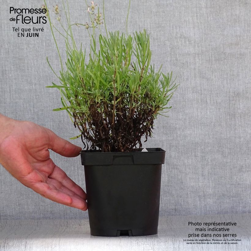 Example of Lavandula angustifolia Rosea - Echter Lavendel Topf mit 2L/3L as you get in ete