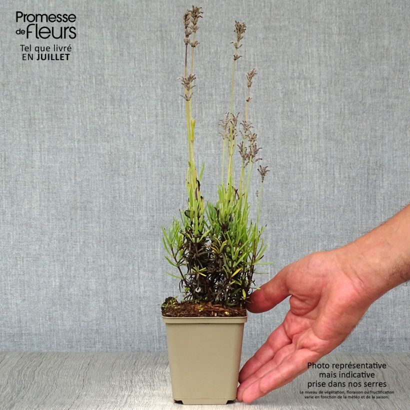 Exemplar von Lavandula angustifolia Middachten - Echter Lavendel Kleine Töpfe von 8/9 cm wie im Sommer geliefert