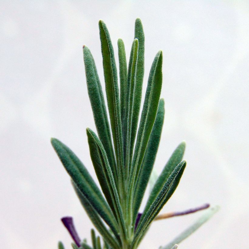 Lavandula intermedia Dutch Group - Provence-Lavendel (Foliage)