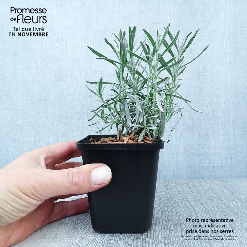 Example of Lavandula intermedia Dutch Group - Provence-Lavendel Kleine Töpfe von 8/9 cm as you get in automne
