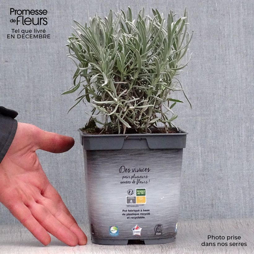 Exemplar von Lavandula intermedia Dutch Group - Provence-Lavendel Topf mit 2L/3L wie im Winter geliefert