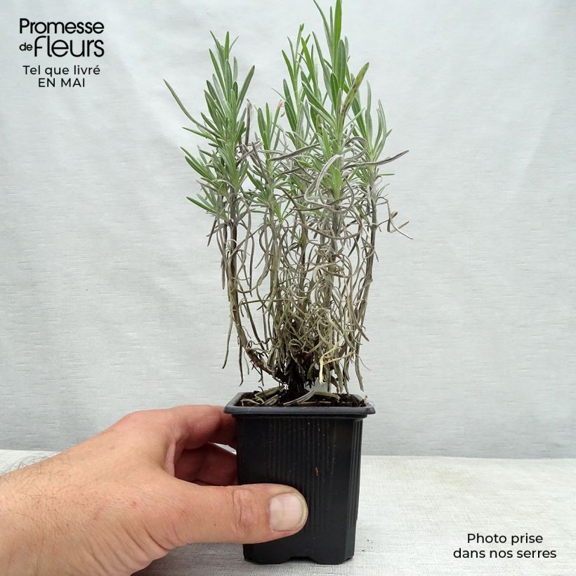 Exemplar von Lavandula intermedia Grappenhall - Provence-Lavendel Kleine Töpfe von 8/9 cm wie im Frühjahr geliefert