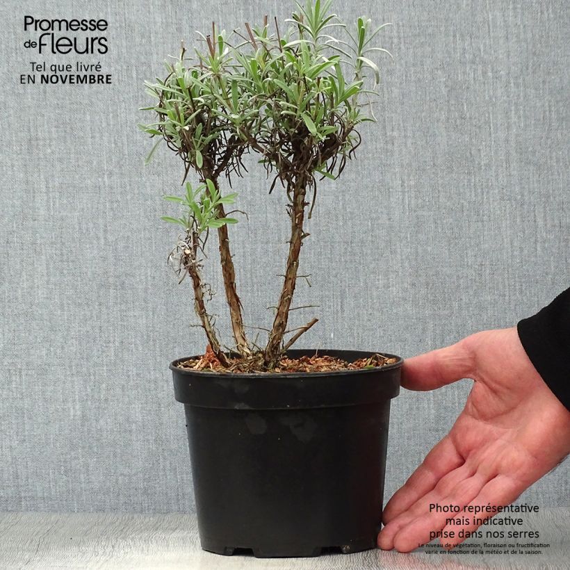 Example of Lavandula intermedia Grappenhall - Provence-Lavendel Topf mit 2L/3L as you get in automne
