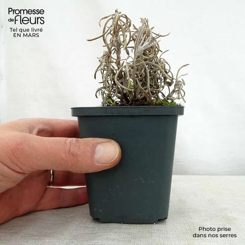 Example of Lavandula intermedia Walburton's Silver Edge - Provence-Lavendel Kleine Töpfe von 8/9 cm as you get in printemps