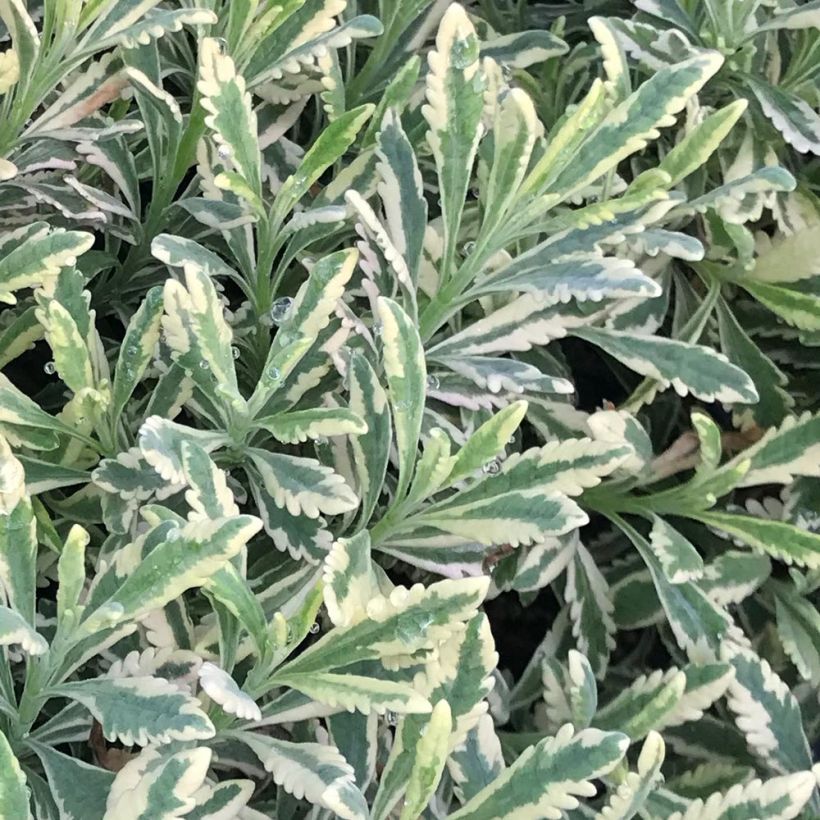 Lavandula Meerlo - Lavendel (Foliage)