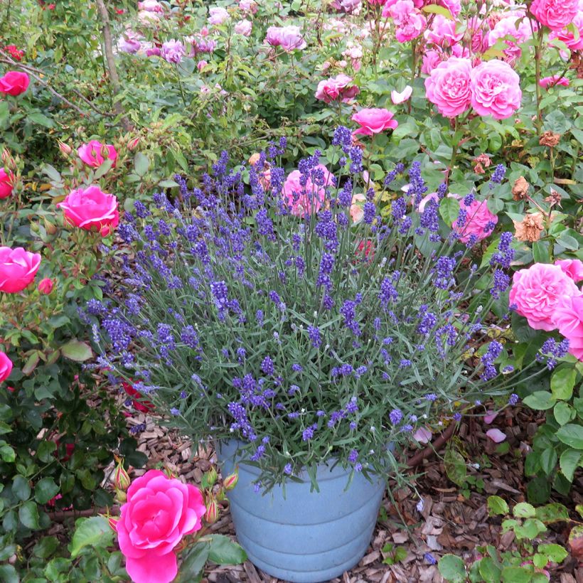 Lavandula angustifolia Blue Jeans - Echter Lavendel (Plant habit)